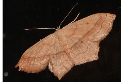 <i>Scopula imitaria</i>