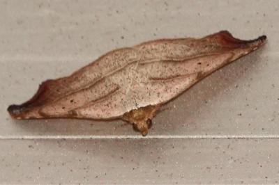 <i>Laspeyria flexula</i>