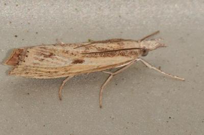 <i>Agriphila inquinatella</i>