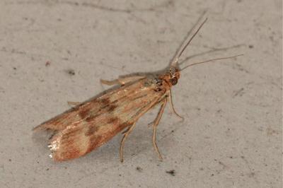 <i>Homoeosoma sinuella</i>
