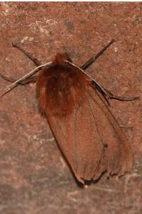<i>Phragmatobia fuliginosa</i>