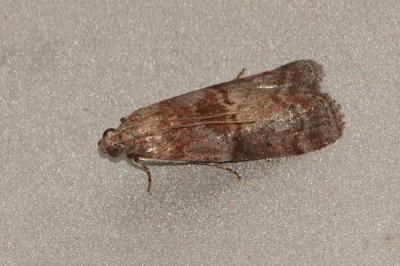 <i>Phycita roborella</i>