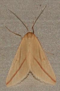 <i>Rhodometra sacraria</i>