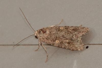 <i>Spodoptera exigua</i>