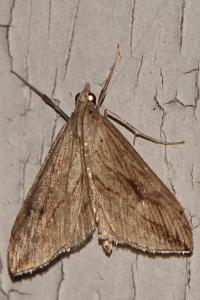 <i>Evergestis forficalis</i>
