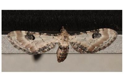 <i>Eupithecia centaureata</i>
