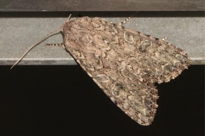 <i>Anarta trifolii</i>