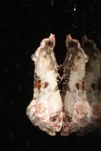 <i>Cochylis hybridella</i>