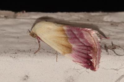 <i>Eublemma purpurina</i>