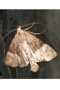 <i>Mesoligia furuncula</i>