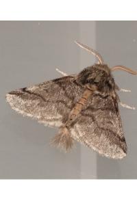 <i>Thaumetopoea processionea</i>
