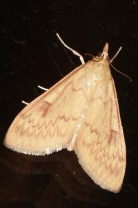 <i>Ostrinia nubilalis</i>