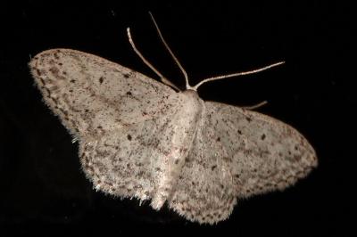 <i>Idaea seriata</i>