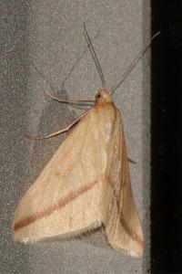 <i>Rhodometra sacraria</i>