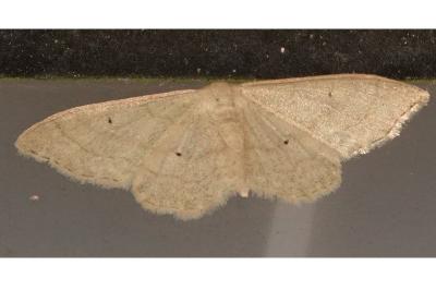 <i>Idaea straminata</i>