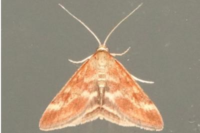 <i>Pyrausta despicata</i>