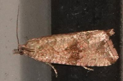 <i>Celypha striana</i>