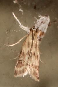 <i>Homoeosoma sinuella</i>