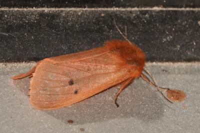 <i>Phragmatobia fuliginosa</i>