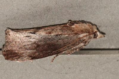 <i>Galleria mellonella</i>