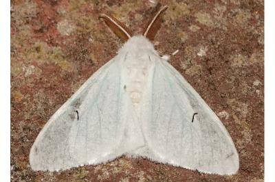 <i>Arctornis l-nigrum</i>