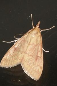 <i>Ostrinia nubilalis</i>