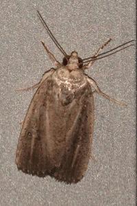 <i>Proxenus hospes</i>