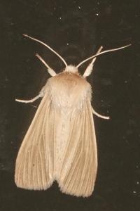 <i>Mythimna pallens</i>