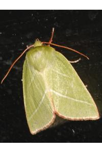 <i>Pseudoips prasinanus</i>