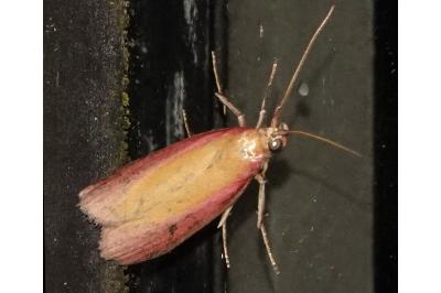 <i>Oncocera semirubella</i>