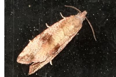 <i>Celypha striana</i>
