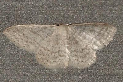 <i>Idaea subsericeata</i>
