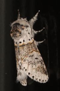 <i>Furcula furcula</i>