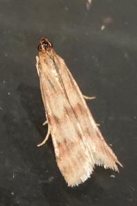 <i>Homoeosoma sinuella</i>