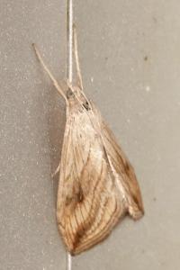 <i>Evergestis forficalis</i>
