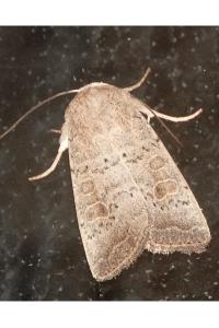 <i>Hoplodrina ambigua</i>