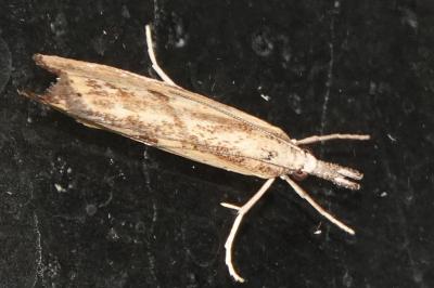 <i>Agriphila inquinatella</i>