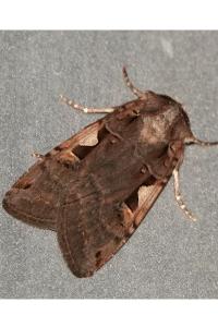 <i>Xestia c-nigrum</i>