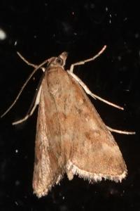 <i>Pyrausta despicata</i>