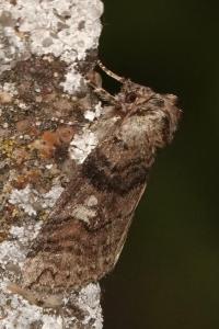 <i>Tethea or</i>