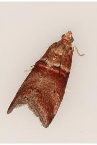 <i>Acrobasis tumidana</i>