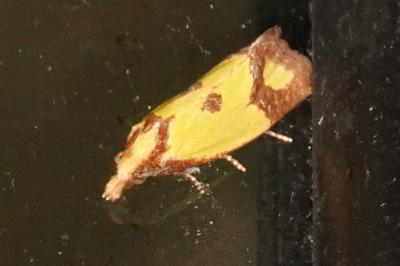<i>Agapeta zoegana</i>