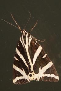 <i>Euplagia quadripunctaria</i>