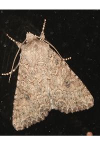 <i>Anarta trifolii</i>