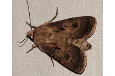 <i>Agrotis exclamationis</i>