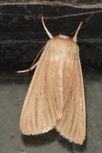 <i>Mythimna pallens</i>