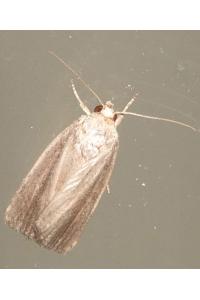 <i>Proxenus hospes</i>