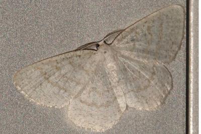 <i>Cabera exanthemata</i>
