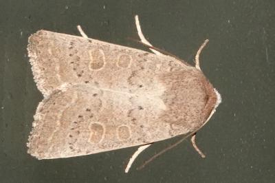 <i>Hoplodrina ambigua</i>