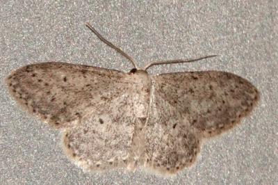 <i>Idaea seriata</i>
